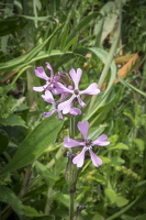 DSCF0712