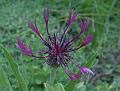 centaurea