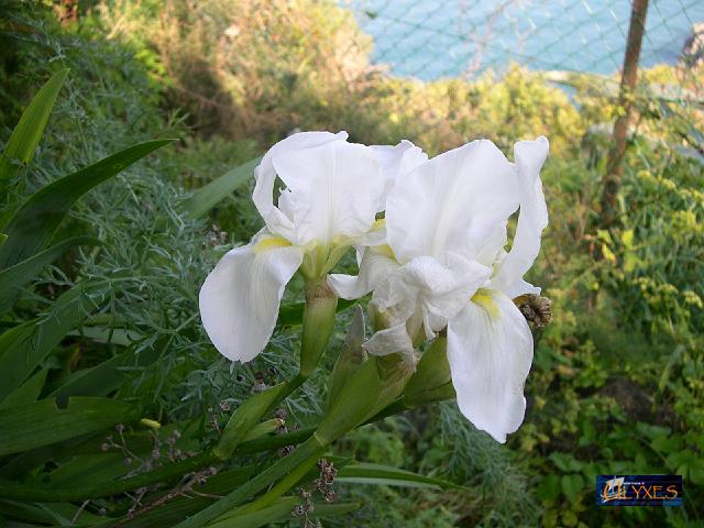 iris.JPG