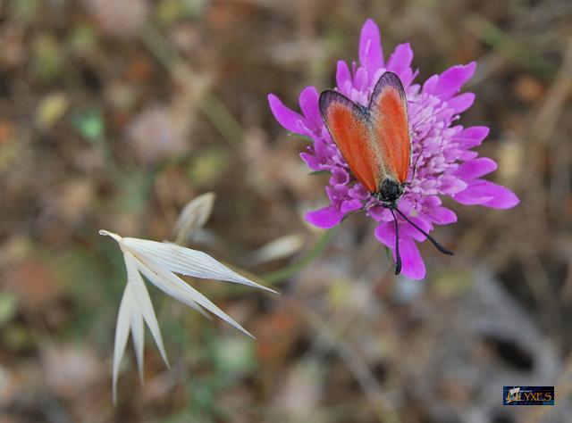 zygaena-purpuralis-komplex.JPG