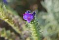 echium