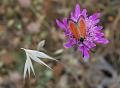 zygaena-purpuralis-komplex