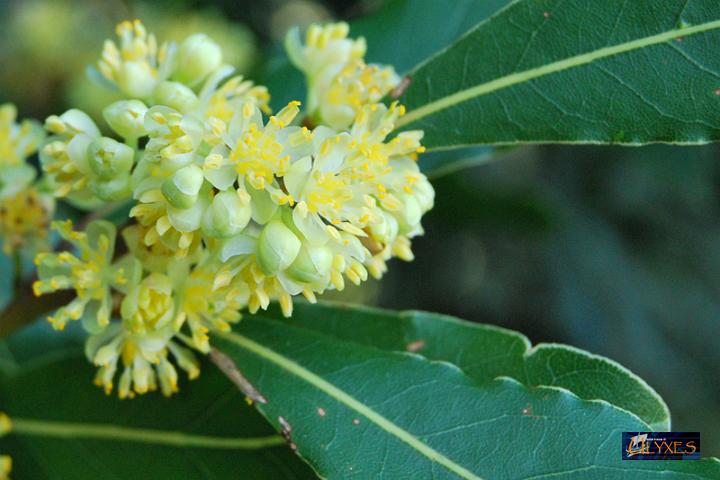 laurus.JPG