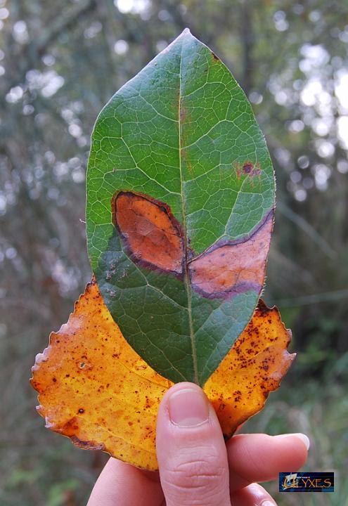 folias.JPG