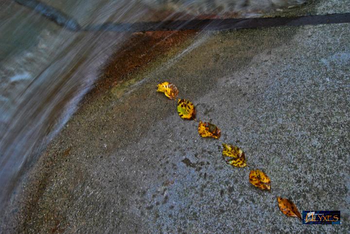leaves.JPG