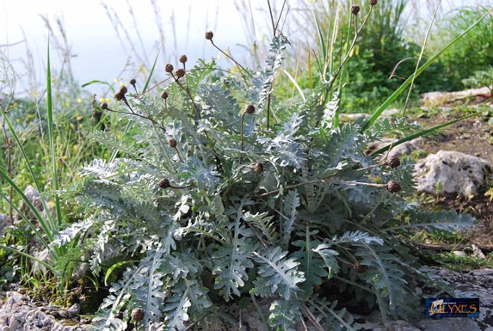 cineraria.JPG