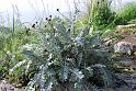 cineraria