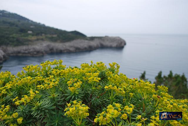 euphorbia.JPG