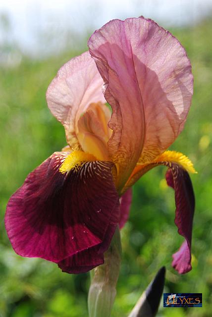 iris.JPG