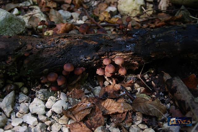 funghi.JPG