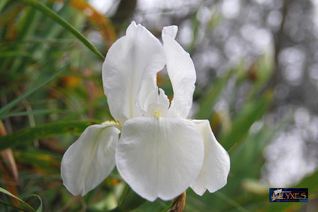 iris.JPG
