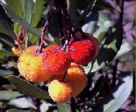 frutti del corbezzolo