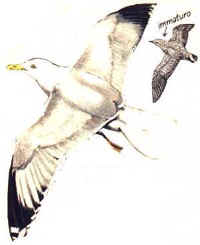gabbiano reale